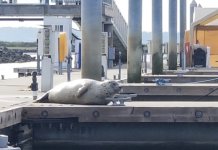 Seal_hauled_out_Everett.sized.jpg