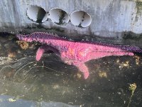 831CapSanteStarfish.jpg