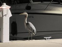 832CapSanteBlueHeron.jpg