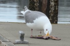 Seagull_starfish.jpg