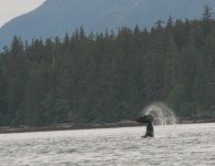 Orca.sized.jpg