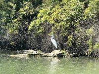 666WhiteHeron.jpg