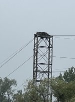 1041SenecaFallsOspreyNest.jpg