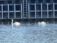 1047Swans.jpg