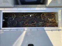 Crab_10_2022.sized.jpg
