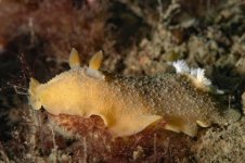Dock_Dive_DSC_8892.jpg
