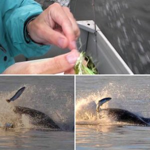 Flies for Neah Bay Kings & Coho