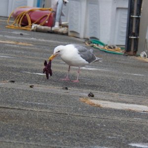 Stealing a piece of the starfish and pineapple pizza.