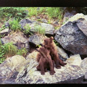Alaska Brown Bear mother & cub