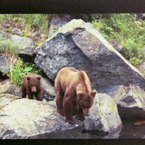 Brown bear mother & cub