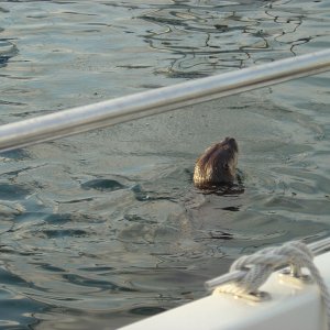(Bess-C) River Otter - Tofino Dock