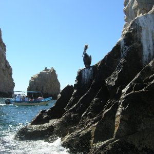 A pelican watches one of the many tour boats and water taxis near the famous Cabo rocks