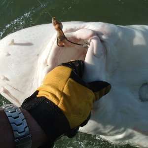 89+ incher!!
