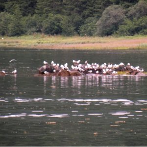 Media 'Lunchtime' in album 'Gastineau Channel heading south with eagle escort.'