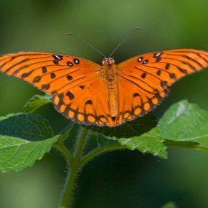 Gulf Fritillary