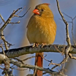 Gorgeous Cardinal mate