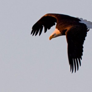 Bald Eagle Hunting near Shoal Creek (Tennessee River)