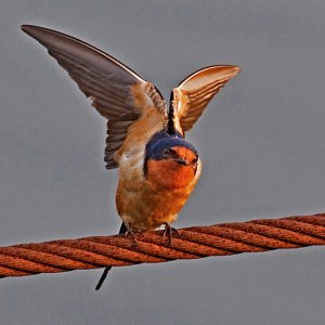 Lowly Barn Swallow - beautiful acrobat