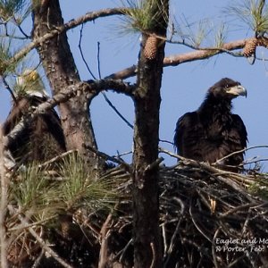Mother and Eaglet (approx 3 months old)