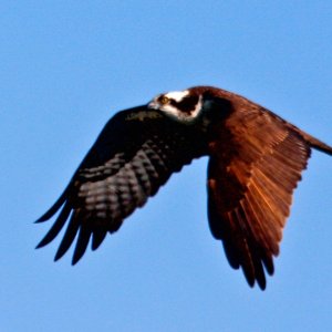 Osprey Hunting