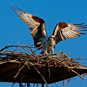 Osprey Beauty