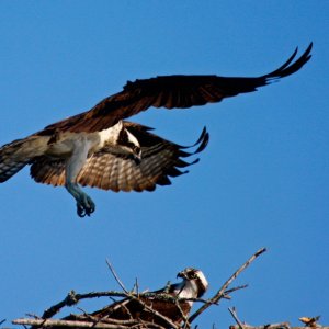 Osprey Landing