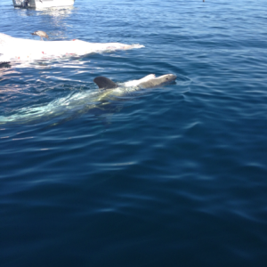 Great White Eating a Whale in the Catalina Santa Cruz Island Area