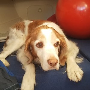 Our dog Speedy