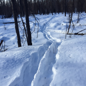First Brown Bear tracks of the year, while out looking for Snowshoe Hare.