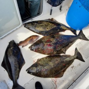 07-11-2020 A 25#, 45#, 60# & 75#

& a 6# quillback Not bad for 2 hrs.