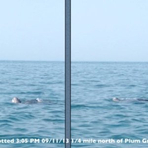 Leatherback turtle spotted in Long Island Sound near Plum Gut