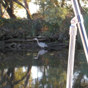 heron at Happy Harbor san jaquin river