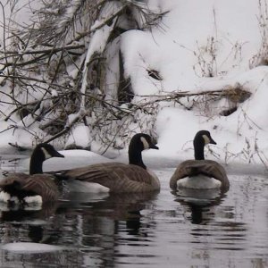 Geese seemed happy