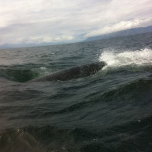 Humpbacks at Vallenar Bay. Look close at the bottom you just see one going under us.