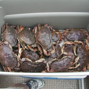 Dungies! Garrison Bay, San Juan Island, 6-22-03