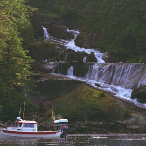 Red Fox at Hidden Bay Falls, Alaska