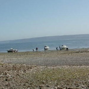C-Dory invasion on the clam beach