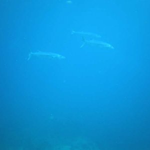 A school of Barracuda swim by on may way back up to the boat