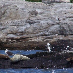 Playful seal (lower left corner)