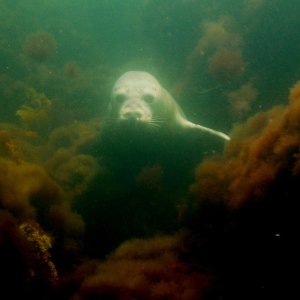 Curious seal