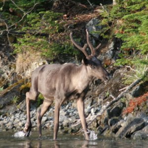 (MOOSE) Slate Islands Woodland Caribou 3