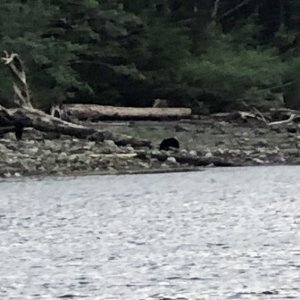 Bear at Tsakonu Cove