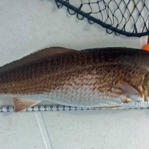 Local Neuse River Red Drum