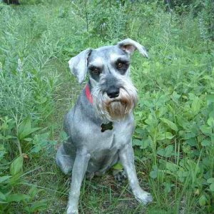 20030615 - 17 Smith River in Montana