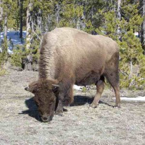 20040330 03 - Surprise Mom Birthday - Gallatin Canyon & Yellowstone Park MT