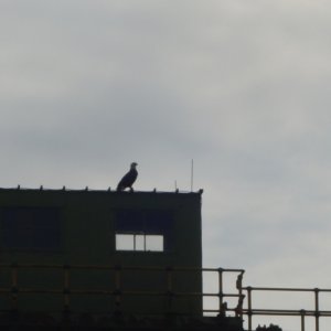 Bald Eagle on top of the control booth for Gate 2