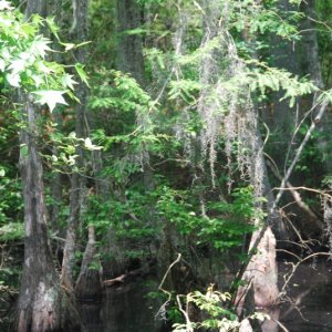 DSC 0028 0529 1241