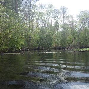 Lots of obstructions on the Oklawaha this year