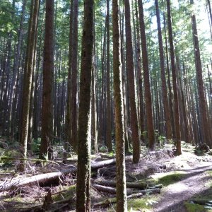 Forest on Quadra