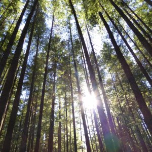 Trees along trail to Small Inlet